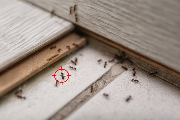 Best Commercial Pest Control Services  in Centreville, AL