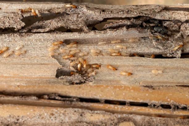 Best Insect Control  in Centreville, AL